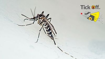 Werkt IR3535 tegen de drager van het Zika virus?